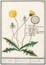 Load image into Gallery viewer, Dandelion Vintage Botanical Print Pillow
